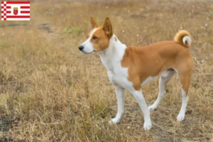 Lee más sobre el artículo Criadores de Basenji y cachorros en Bremen