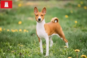 Lee más sobre el artículo Criadores de Basenji y cachorros en Hamburgo