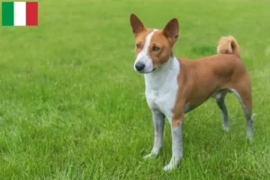 Lee más sobre el artículo Criadores y cachorros de Basenji en Italia