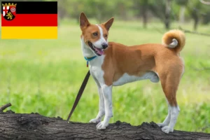 Lee más sobre el artículo Criadores de Basenji y cachorros en Renania-Palatinado