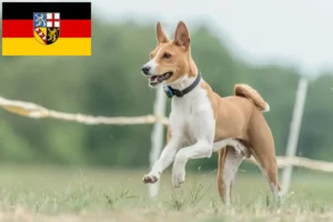 Lee más sobre el artículo Criadores de Basenji y cachorros en Sarre