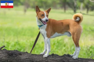 Lee más sobre el artículo Criadores de Basenji y cachorros en Schleswig-Holstein