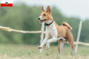 Lee más sobre el artículo Criadores de Basenji y cachorros en Turingia