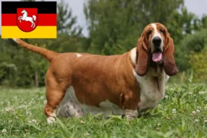 Lee más sobre el artículo Criadores de Basset Hound y cachorros en Baja Sajonia