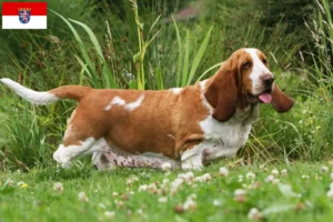Lee más sobre el artículo Criadores de Basset Hound y cachorros en Hessen