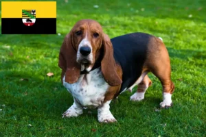Lee más sobre el artículo Criadores de Basset Hound y cachorros en Sajonia-Anhalt