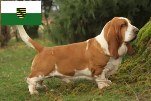 Lee más sobre el artículo Criadores de Basset Hound y cachorros en Sajonia