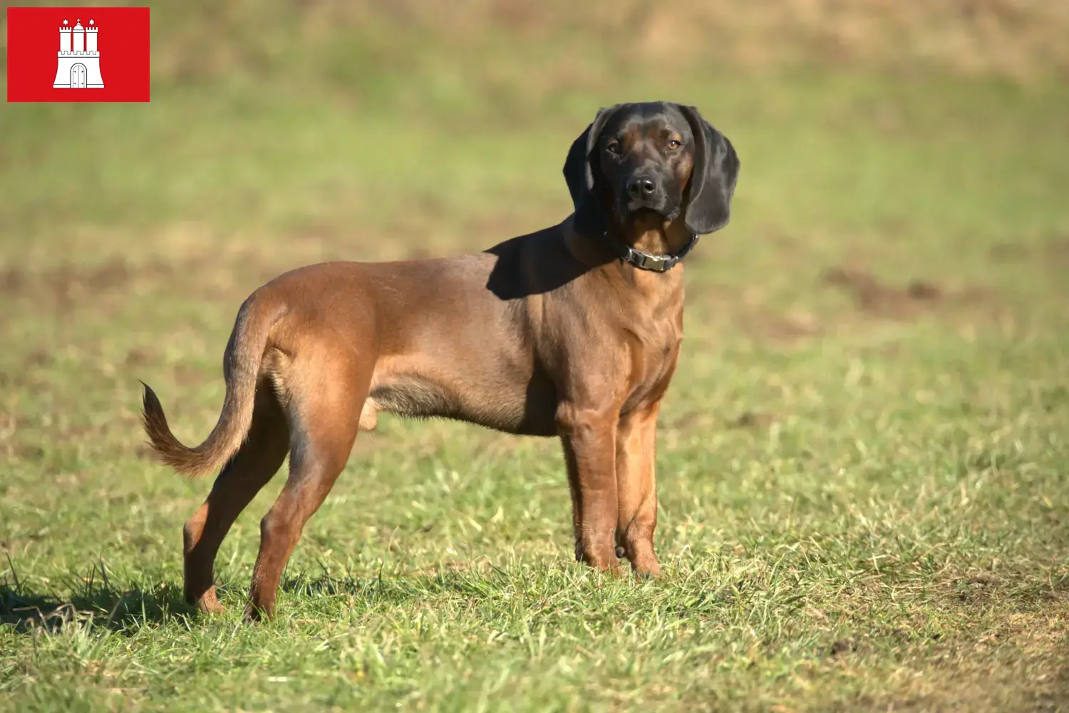 Sabueso de montaña bávaro cachorros y criadores Hamburgo Aquí puedes encontrar criadores de Sabuesos de montaña bávaros en Hamburgo.
