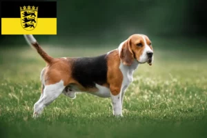 Lee más sobre el artículo Criadores de Beagle y cachorros en Baden-Württemberg