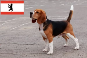 Lee más sobre el artículo Criadores de Beagle y cachorros en Berlín