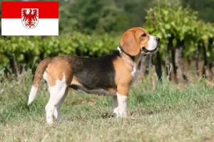 Lee más sobre el artículo Criadores de Beagle y cachorros en Brandenburgo