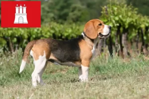Lee más sobre el artículo Criadores de Beagle y cachorros en Hamburgo