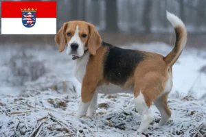 Lee más sobre el artículo Criadores de Beagle y cachorros en Hessen