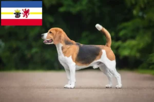 Lee más sobre el artículo Criadores de Beagle y cachorros en Mecklemburgo-Pomerania Occidental