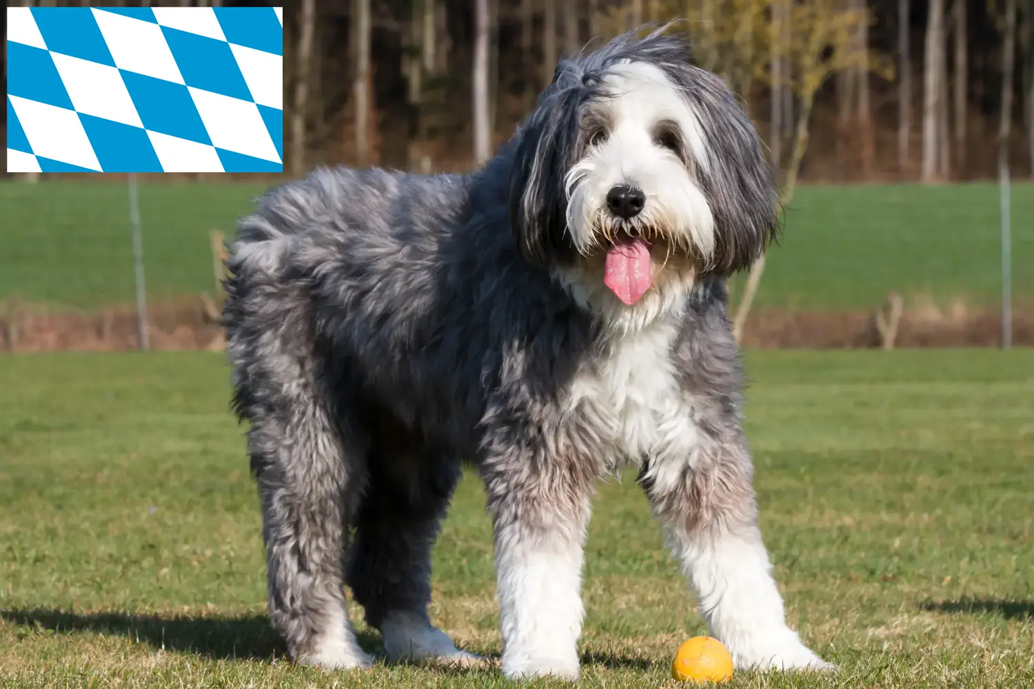 Bearded Collie cachorros y criadores Baviera Aquí encontrará criadores de Bearded Collies en Baviera.