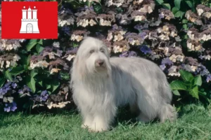 Lee más sobre el artículo Criadores de Bearded Collie y cachorros en Hamburgo
