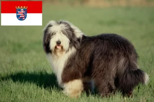 Lee más sobre el artículo Criadores de Collie Barbudo y cachorros en Hessen