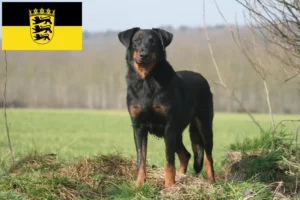 Lee más sobre el artículo Criadores de Beauceron y cachorros en Baden-Württemberg