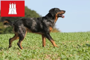 Lee más sobre el artículo Criadores de Beauceron y cachorros en Hamburgo
