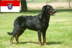 Lee más sobre el artículo Criadores de Beauceron y cachorros en Hessen