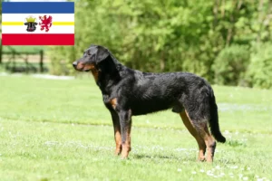 Lee más sobre el artículo Criadores de Beauceron y cachorros en Mecklemburgo-Pomerania Occidental