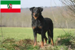 Lee más sobre el artículo Criadores de Beauceron y cachorros en Renania del Norte-Westfalia