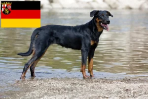 Lee más sobre el artículo Criadores de Beauceron y cachorros en Renania-Palatinado