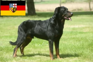 Lee más sobre el artículo Criadores de Beauceron y cachorros en Sarre