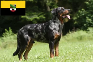 Lee más sobre el artículo Criadores de Beauceron y cachorros en Sajonia-Anhalt