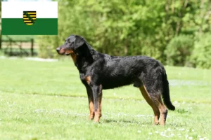 Lee más sobre el artículo Criadores de Beauceron y cachorros en Sajonia