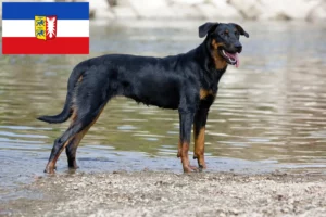 Lee más sobre el artículo Criadores de Beauceron y cachorros en Schleswig-Holstein