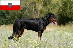 Lee más sobre el artículo Criadores de Beauceron y cachorros en Turingia