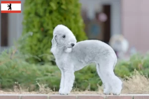 Lee más sobre el artículo Criadores de Bedlington Terrier y cachorros en Berlín