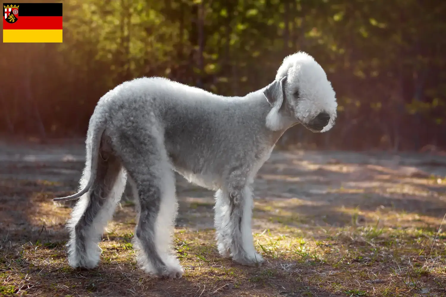 Lee más sobre el artículo Criadores de Bedlington Terrier y cachorros en Renania-Palatinado