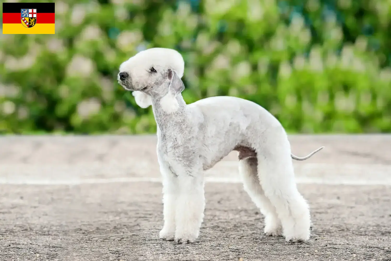 Lee más sobre el artículo Criadores de Bedlington Terrier y cachorros en Sarre