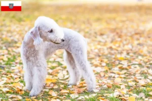 Lee más sobre el artículo Criadores de Bedlington Terrier y cachorros en Turingia