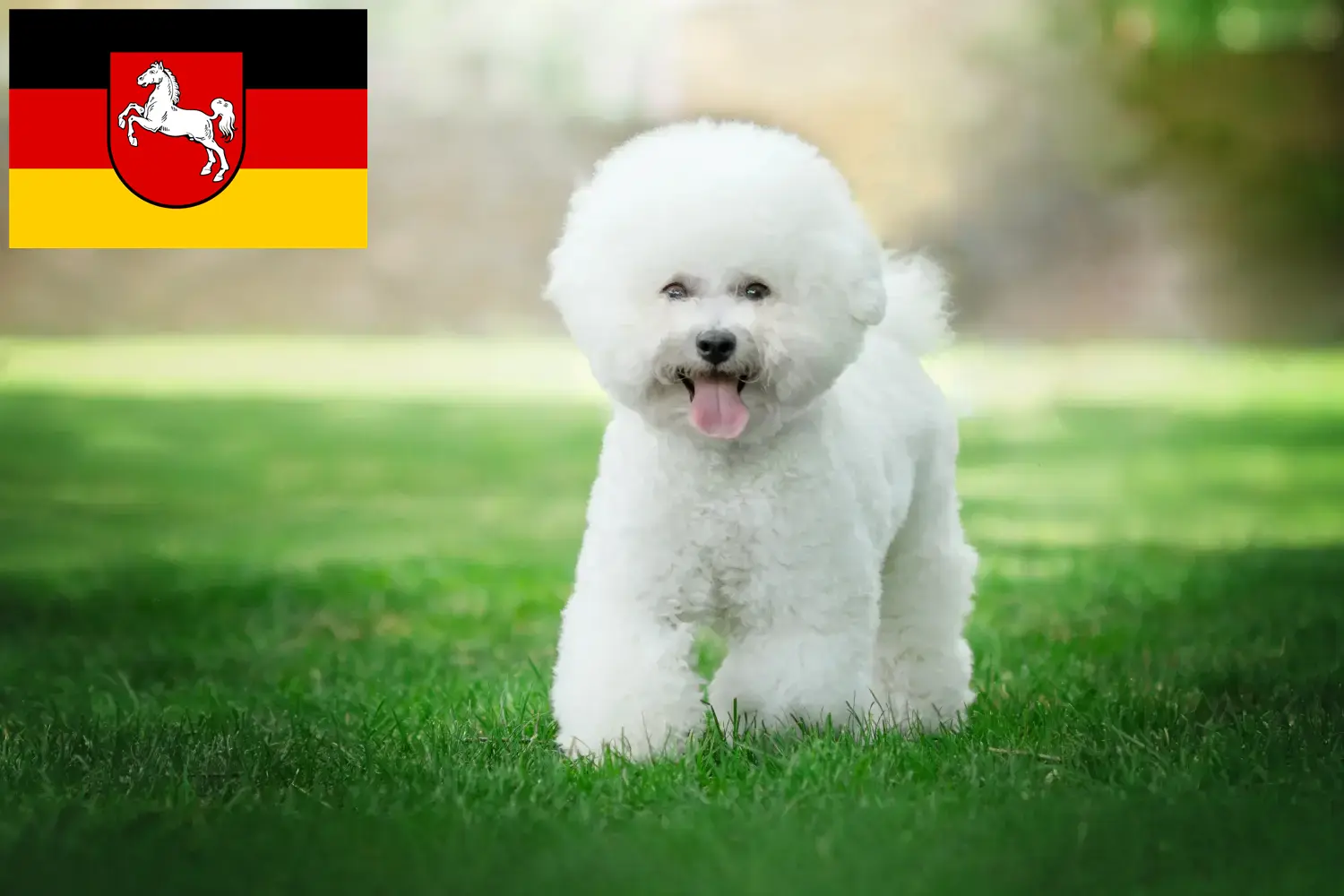 Lee más sobre el artículo Criadores de Bichon Frisé y cachorros en Baja Sajonia