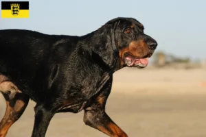 Lee más sobre el artículo Criadores y cachorros de Black and Tan Coonhound en Baden-Württemberg