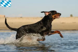 Lee más sobre el artículo Criadores y cachorros de Black and Tan Coonhound en Baviera