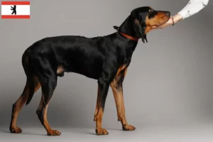 Lee más sobre el artículo Black and Tan Coonhound criadores y cachorros en Berlín