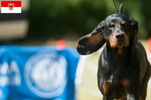 Lee más sobre el artículo Black and Tan Coonhound criadores y cachorros en Brandenburgo