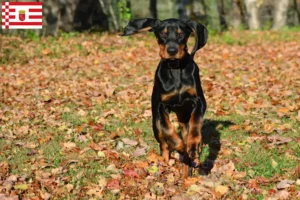 Lee más sobre el artículo Black and Tan Coonhound criadores y cachorros en Bremen