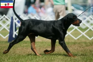 Lee más sobre el artículo Criadores y cachorros de Black and Tan Coonhound en Mecklemburgo-Pomerania Occidental