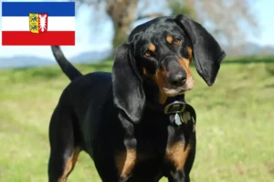 Lee más sobre el artículo Criadores y cachorros de Black and Tan Coonhound en Schleswig-Holstein
