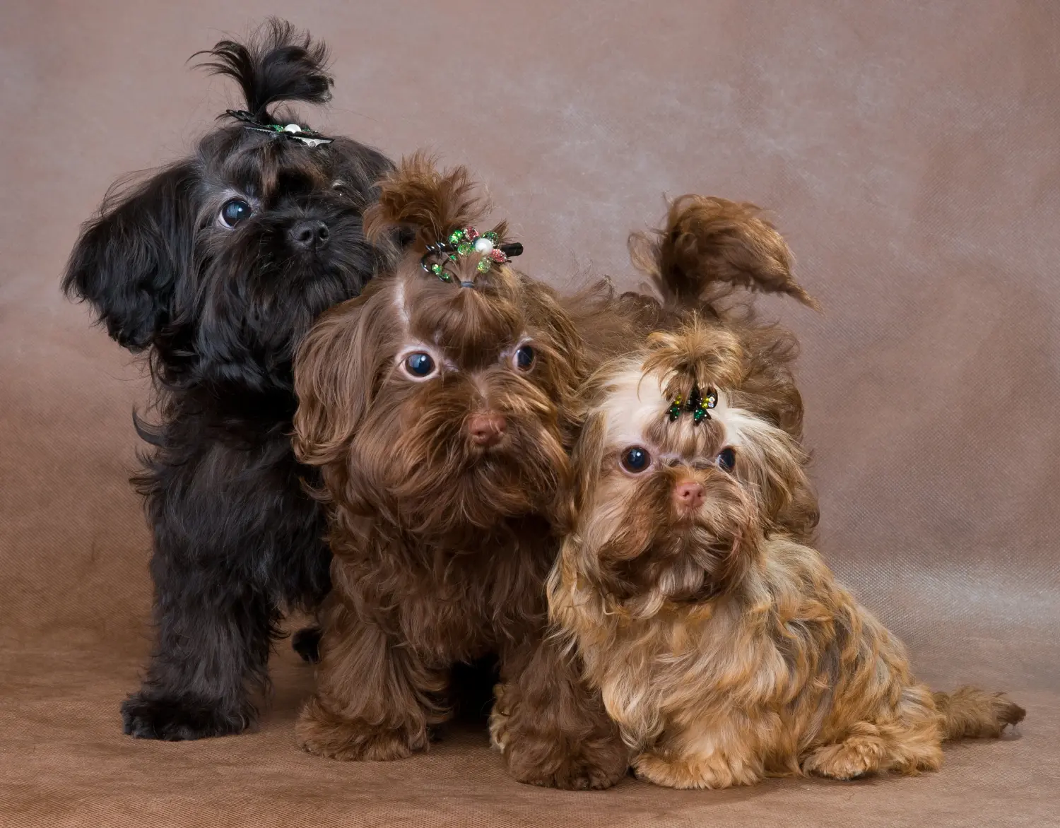 Comprar un cachorro de Bolonka Zwetna significa asumir responsabilidades. Comprar cachorros Bolonka Zwetna.