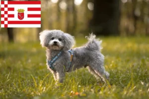 Lee más sobre el artículo Bolonka Zwetna criadores y cachorros en Bremen