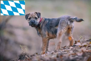 Lee más sobre el artículo Criadores y cachorros de Border Terrier en Baviera