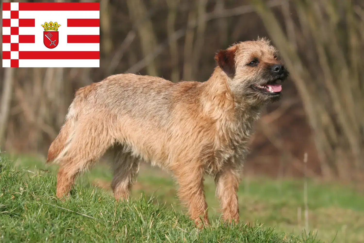 Lee más sobre el artículo Criadores de Border Terrier y cachorros en Bremen