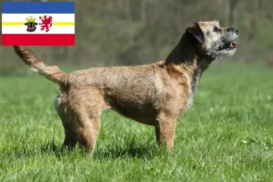 Lee más sobre el artículo Criadores de Border Terrier y cachorros en Mecklemburgo-Pomerania Occidental