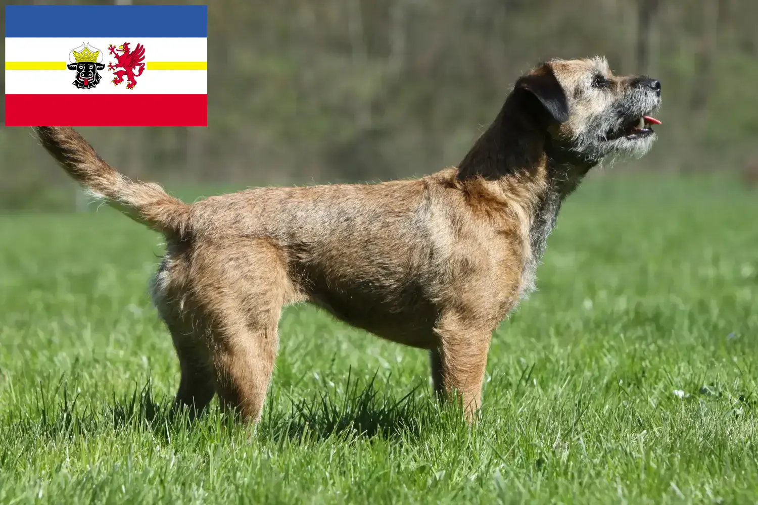 Lee más sobre el artículo Criadores de Border Terrier y cachorros en Mecklemburgo-Pomerania Occidental